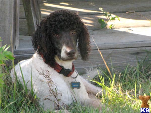 Stud Dogs - Poodle
